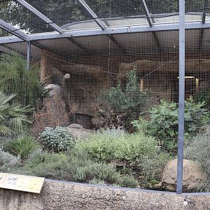 European songbirds aviaries - White-crowned wheatear aviary