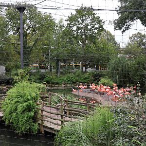 Flamingo aviary