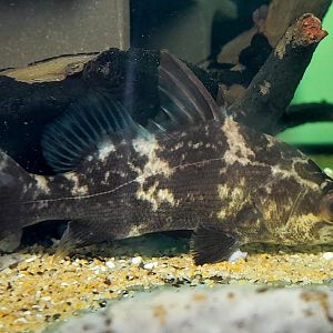 Royal Congo Perch (Lates niloticus 'Congo')