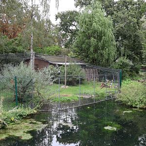 Kirk dikdik and Eastern Grey Crowned Crane aviary