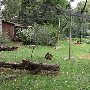 Kirk dikdik and Eastern Grey Crowned Crane aviary