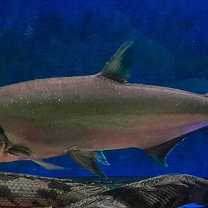 Great Sabertooth Tetra (Hydrolycus armatus)