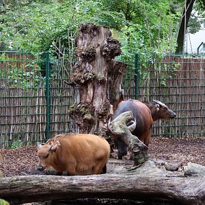 Red Forest Buffalo (Syncerus caffer nanus)