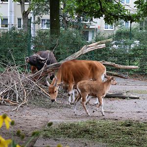 Javan banteng (Bos javanicus javanicus)