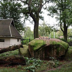 South African Cheetah (Acinonyx jubatus jubatus)