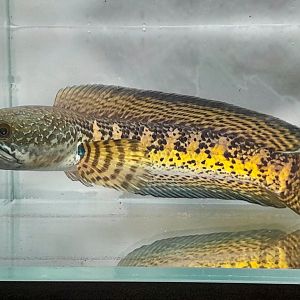 Orange-blotched Snakehead (Channa aurantimaculata)