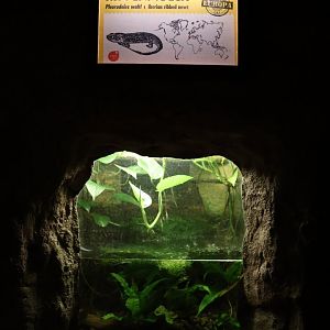 Zoo unter der Erde - Iberian ribbed newt enclosure