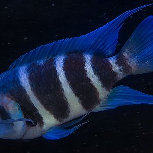 Zaire Blue "Frontosa" (Cyphotilapia gibberosa 'Kapampa')