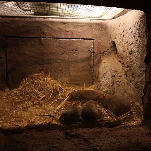 Zoo unter der Erde - Brown rat (Rattus norvegicus)