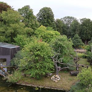 Ring-tailed lemur enclosure
