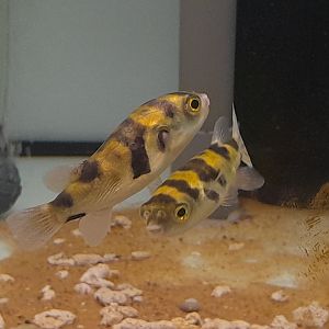 Amazon Bumblebee Puffer (Sphoeroides asellus, syn. Colomesus asellus)