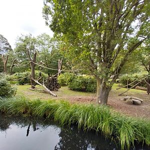Professor Brandes Haus - Lion-tailed macaque island