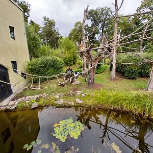 Professor Brandes Haus - Kikuyu Guereza (Colobus guereza kikuuensis)