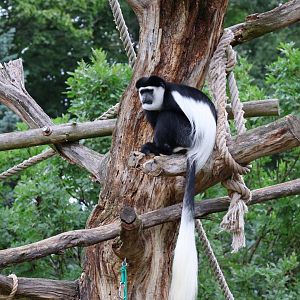 Professor Brandes Haus - Kikuyu Guereza (Colobus guereza kikuyuensis)