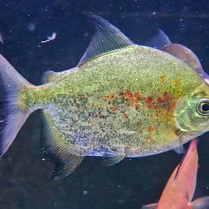 Blacktip Parrot-beaked Pacu (Tometes ancylorhynchus)