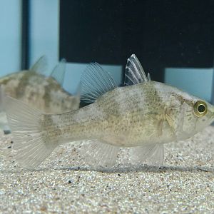 Papuan Mouth Almighty (Glossamia aprion)