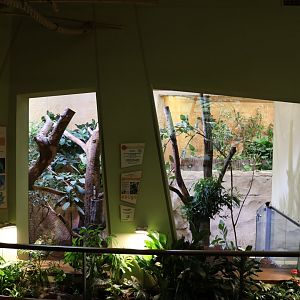 Professor Brandes Haus - Northern koala exhibit