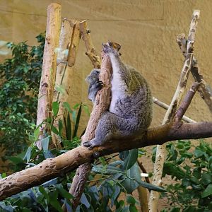 Professor Brandes Haus - Northern koala (Phascolarctos cinereus cinereus) - Completely exhausted