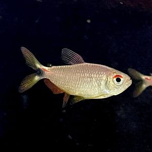 San Gabriel Flame Tetra (Moenkhausia diktyota)