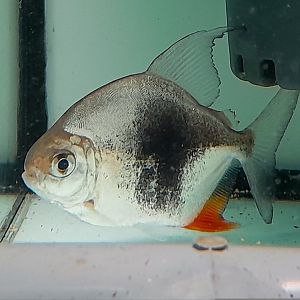 Blackberry Hook (Myloplus sp. Lamax III)