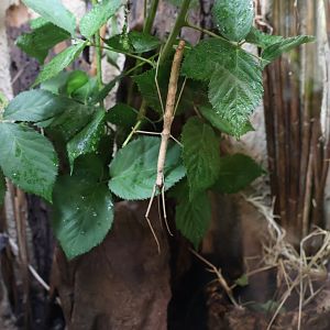 Professor Brandes Haus - Red-winged Stick Insect (Phaenopharos khaioyaiensis)