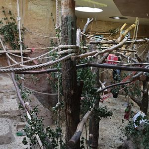 Professor Brandes Haus - Lion-tailed macaque enclosure