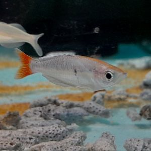 Kali Tawa Dwarf Rainbowfish (Melanotaenia sp. Kali Tawa)
