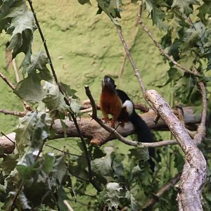 Professor Brandes Haus - Sumatran Prevost' Squirrel (Callosciurus prevosti rafflesi)