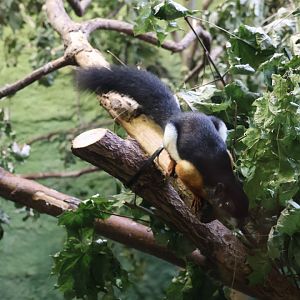 Sumatran Prevost' Squirrel (Calloscirius prevostii rafflesi)