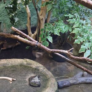 Professor Brandes Haus - Javan Chevrotain (Traghulus javanicus)