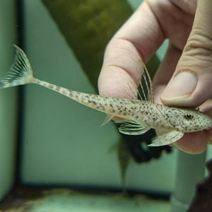 Tocantins Hook-fin Pleco (Harttia punctata)