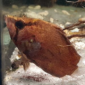 African Leaf-fish (Polycentropsis abbreviata)