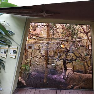 Professor Brandes Haus - Bearded emeperor Tamarin and Southern Three-banded Armadillo enclosure