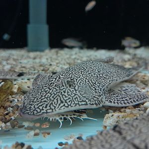 True Chameleon Whiptail (Pseudohemiodon apithanos)