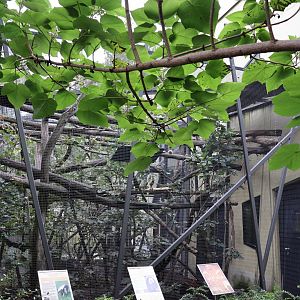 Professor Brandes Haus - White-faced Saki and Southern Tamandua enclosure