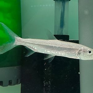 Goliath Tigerfish (Hydrocynus goliath)