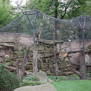 Snowleopard left enclosure