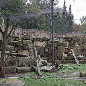 Snowleopard right enclosure