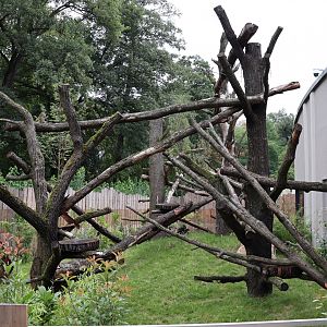 Orang-Utan Haus - Binturong enclosure