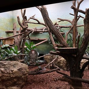 Orang-Utan Haus - Binturong enclosure