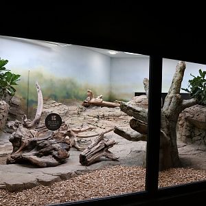 Orang-Utan Haus - Indochinese Smooth-coated otter enclosure