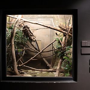 Orang-Utan Haus - Green Tree Monitor exhibit