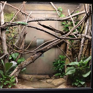 Orang-Utan Haus - Fiji Banded Iguana exhibit