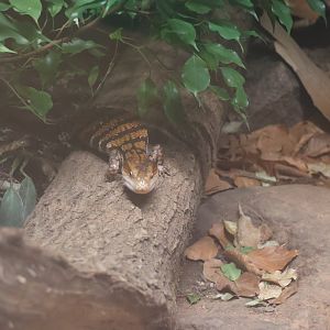 Orang-Utan Haus - Merakue Blue-tongued Skink (Tiliqua gigas evanescens)