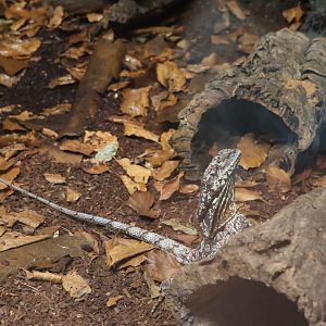 Orang-Utan Haus - Frilled-necked Lizard (Chlamydosaurus kingii)