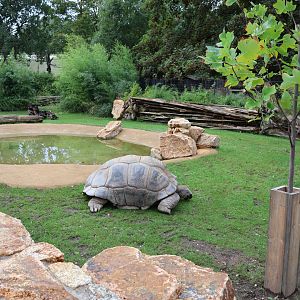 Orang-Utan Haus - Aldabra Giant Tortoise enclosure