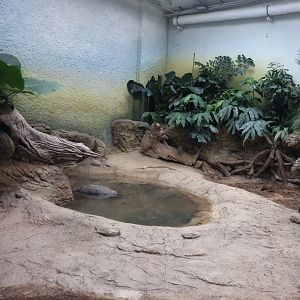 Orang-Utan Haus - Aldabra Giant Tortoise exhibit