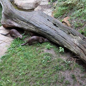 Orang-Utan Haus - Indochinese Smooth-coated Otter (Lutrogale perspicillata perspecillata)