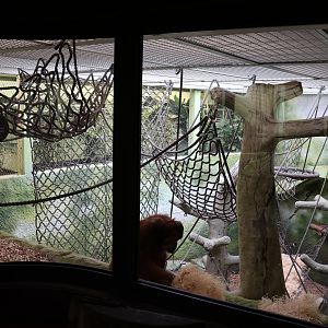 Orang-Utan Haus - First floor