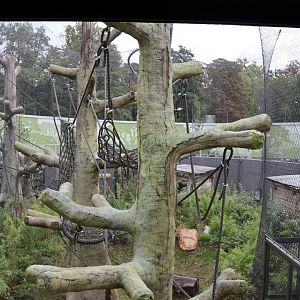 Orang-Utan Haus - First floor